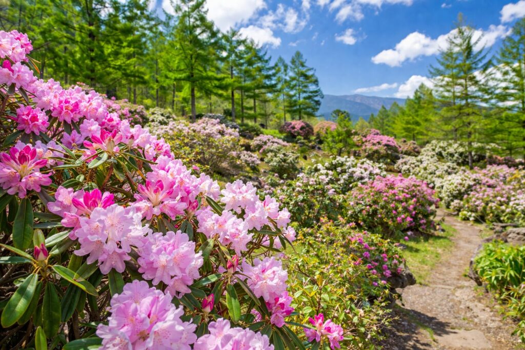 現在の画像: 嬬恋村・浅間高原シャクナゲ園まつり