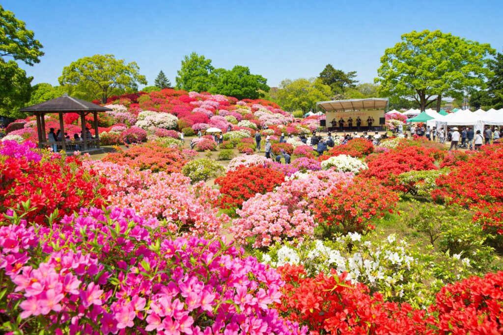 現在の画像: 館林つつじまつり