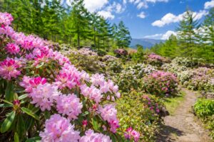 嬬恋村・浅間高原シャクナゲ園まつり