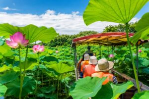 館林市 花ハス遊覧船