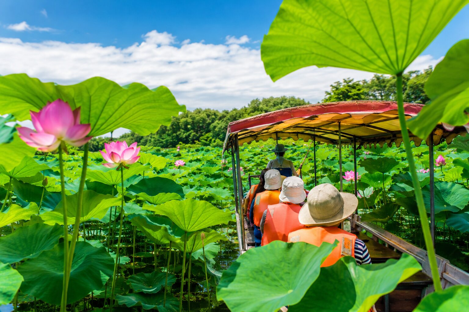 館林市 花ハス遊覧船
