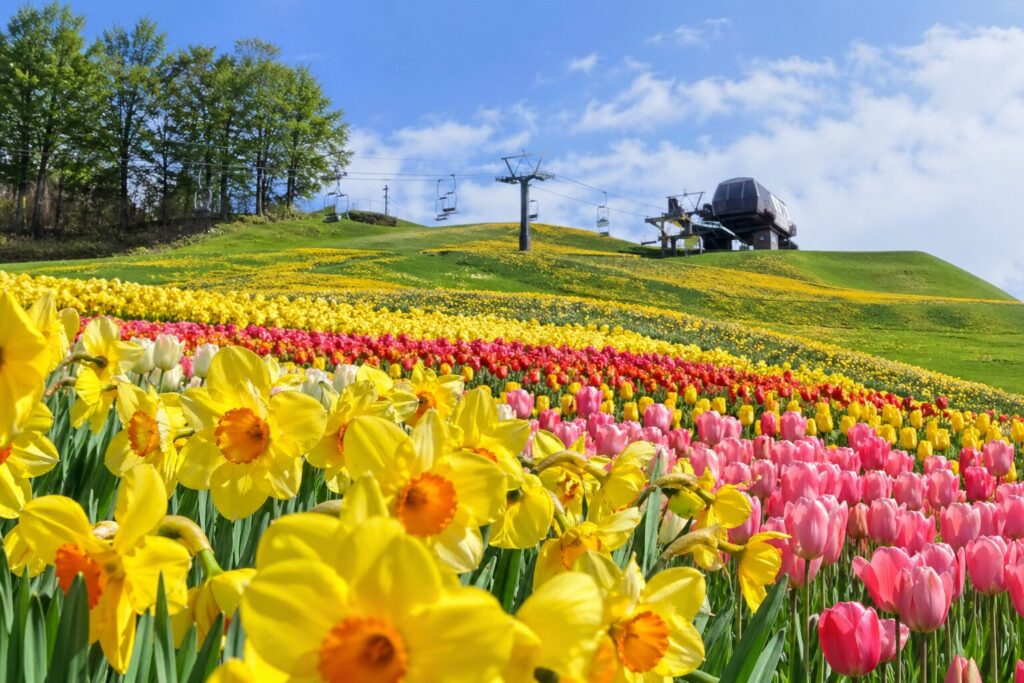 現在の画像: みなかみ町すいせん・チューリップまつり