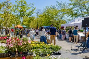 花水木まつり